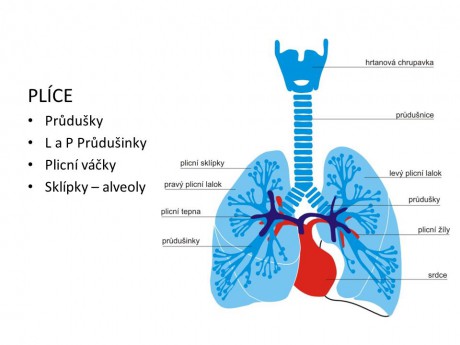 PLÍCE+Průdušky+L+a+P+Průdušinky+Plicní+váčky+Sklípky+–+alveoly