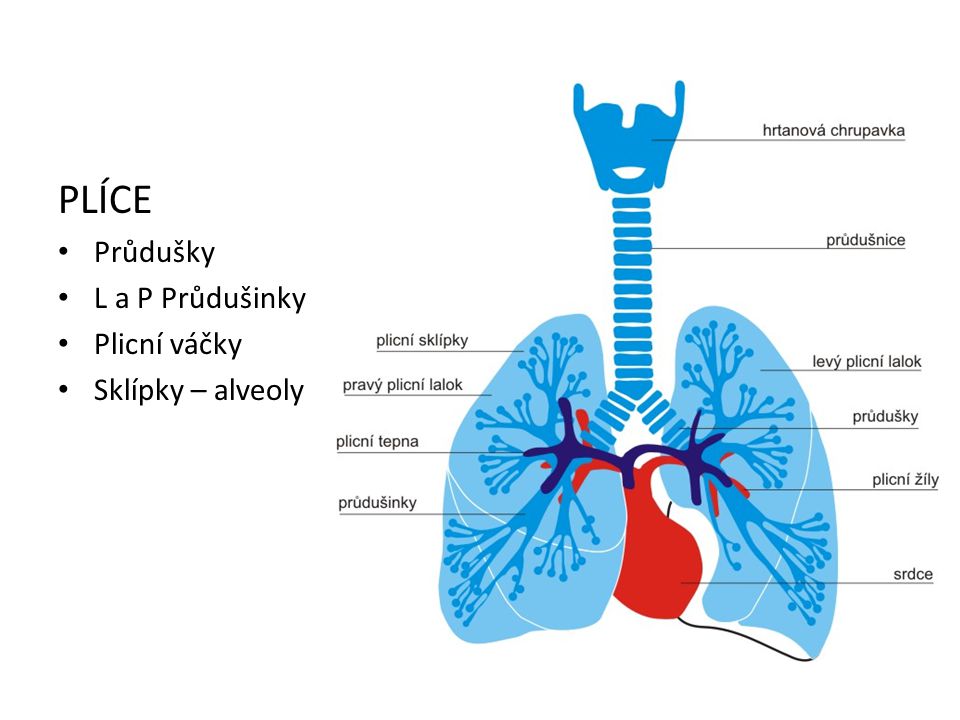 PLÍCE+Průdušky+L+a+P+Průdušinky+Plicní+váčky+Sklípky+–+alveoly