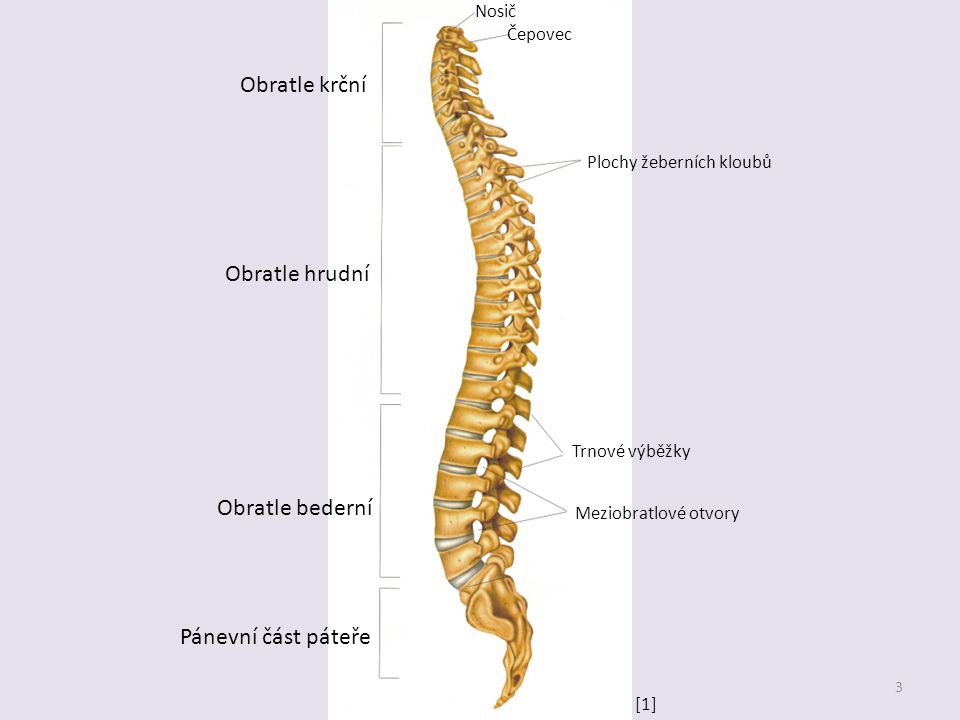Obratle+krční+Obratle+hrudní+Obratle+bederní+Pánevní+část+páteře+Nosič
