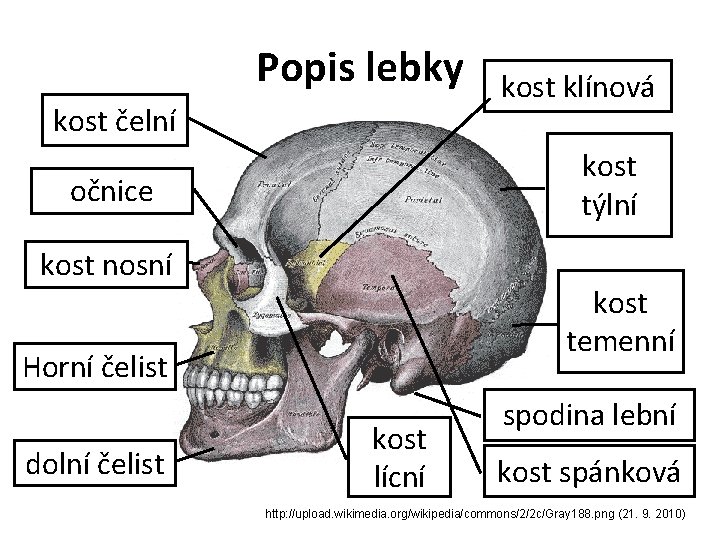 OLEBKA
